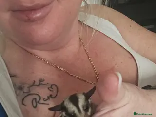 Sugar Glider rodents Sugar gliders available. - Advert 1