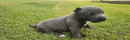 Staffordshire Bull Terrier dogs for sale: Amazing top quality blue staffordshire super activ - Advert 5