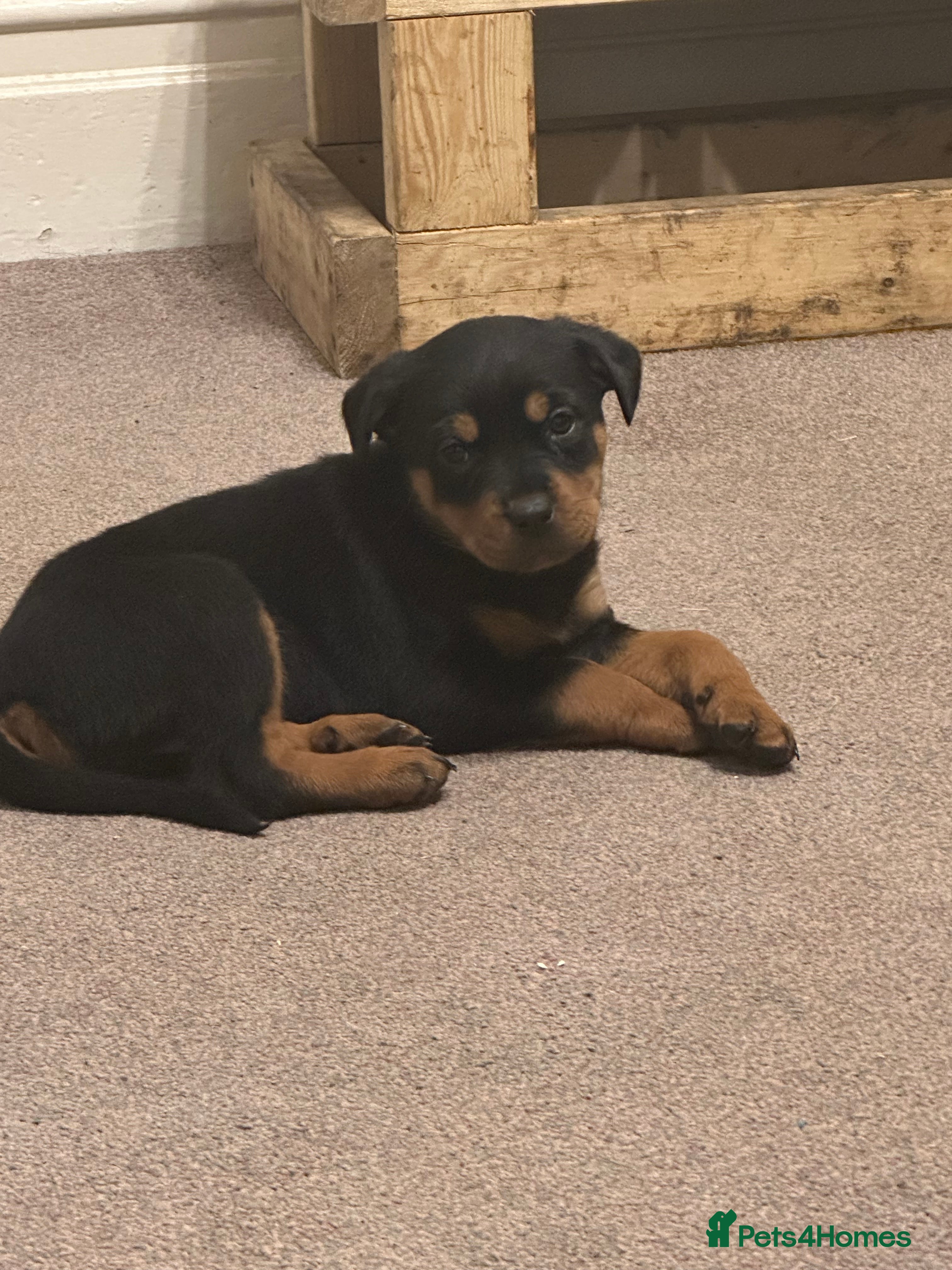 Rottweiler dogs KC REG Rottweiler pups.2boys2girls left.Ready Sat - Advert 9
