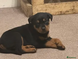 Rottweiler dogs KC REG Rottweiler bitch pup . Ready today - Advert 14