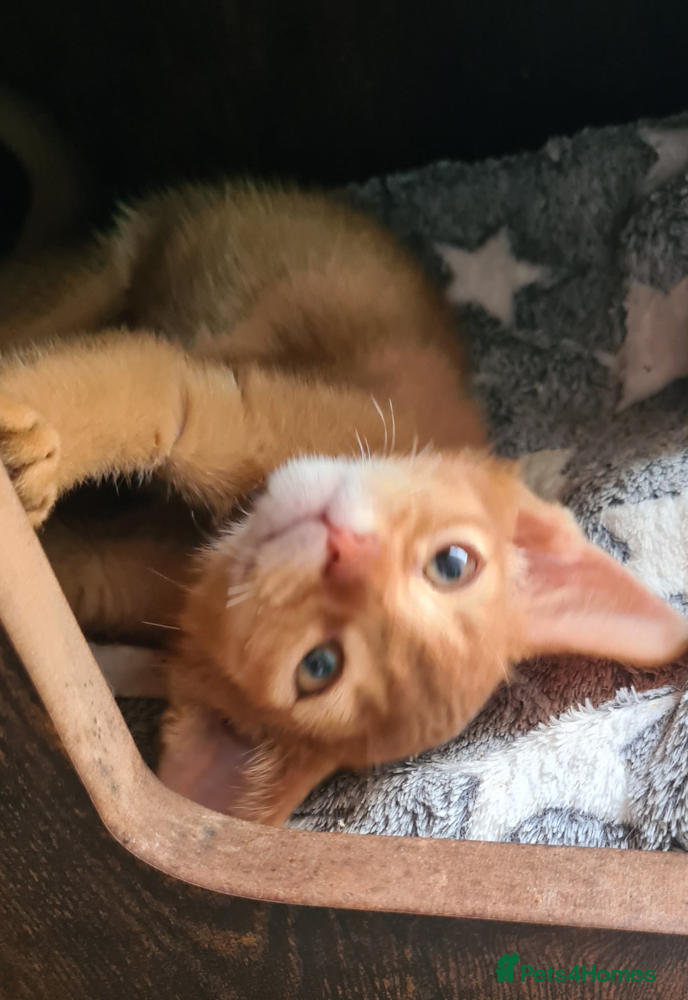 Abyssinian cats Beautiful pedigree TICA abyssinian kittens - Advert 13
