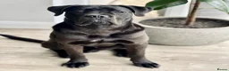 Cane Corso dogs for sale: Cane Corso Male for Sale – 9 Months , West Lothian in Livingston - Advert 10