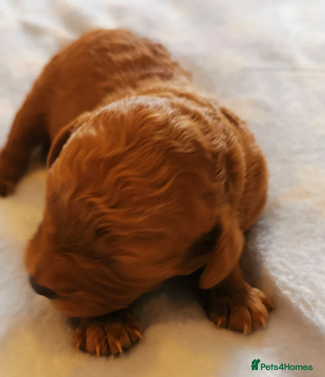 Cavapoo dogs for sale: EXTENSIVELY HEALTH TESTED F1B CAVAPOO PUPPIES  - Advert 1