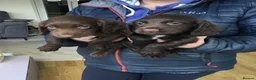 Cocker Spaniel dogs for sale: KC REG COCKER SPANIEL PUPPIES  - Advert 6