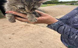 Mixed Breed cats for sale: Beautiful litter of tiny kittens  - Image 5