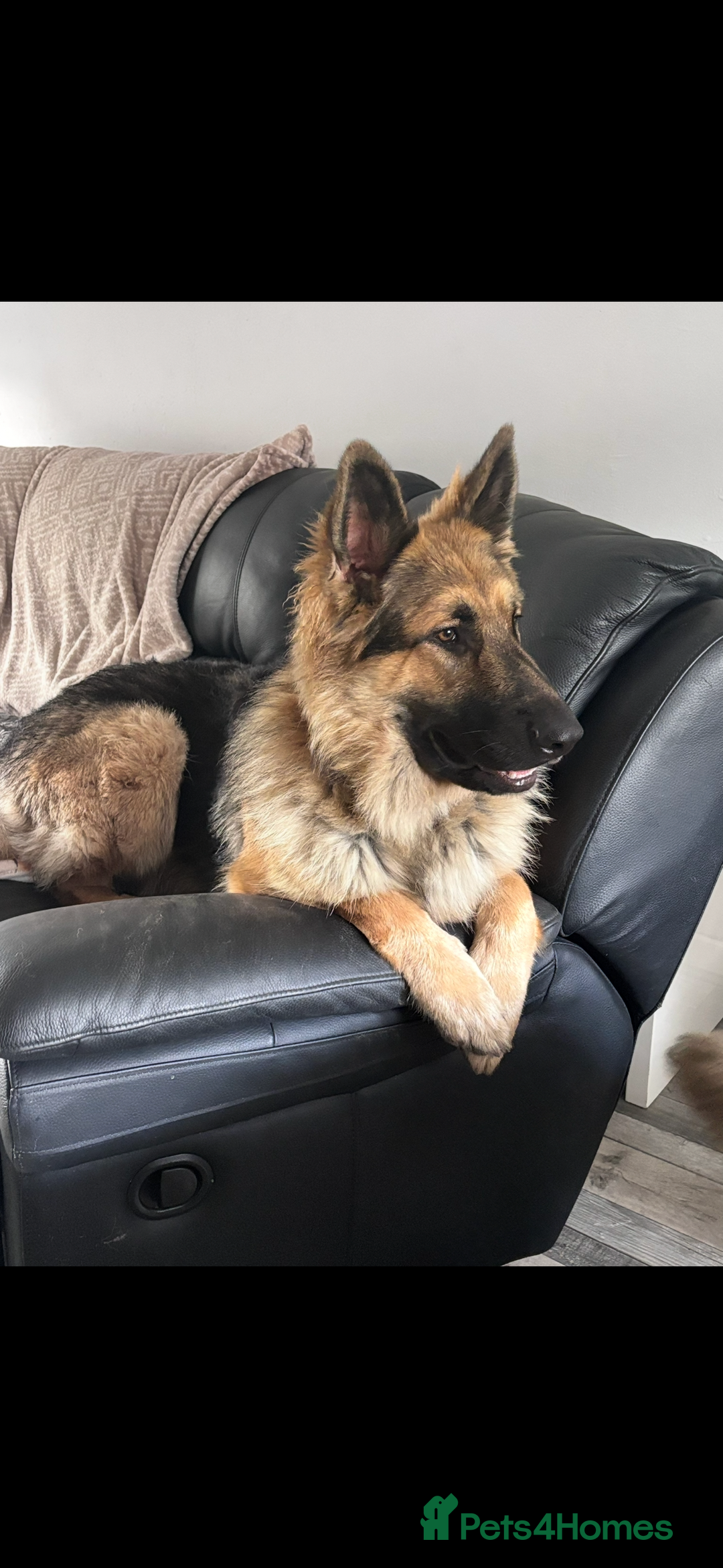 German Shepherd dogs for stud: Looking to stud our boy out - Advert 3