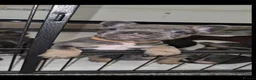 French Bulldog dogs for sale: NEW VIDEOS Gorgeous French Bull Dog Puppies - Advert 33