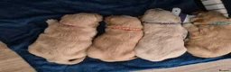 Golden Retriever dogs for sale: Golden Retriever Puppies for Loving Family Homes in Dorchester - Advert 6