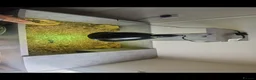 Hermann Tortoise reptiles for sale: herman tortoises in Cardigan - Advert 6