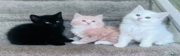 Mixed Breed cats for sale:  Maine coon x Turkish angora kittens - Advert 1