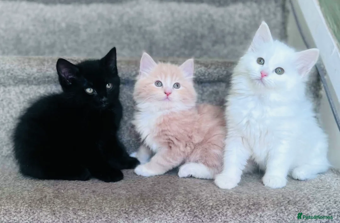 Mixed Breed cats for sale:  Maine coon x Turkish angora kittens - Advert 1
