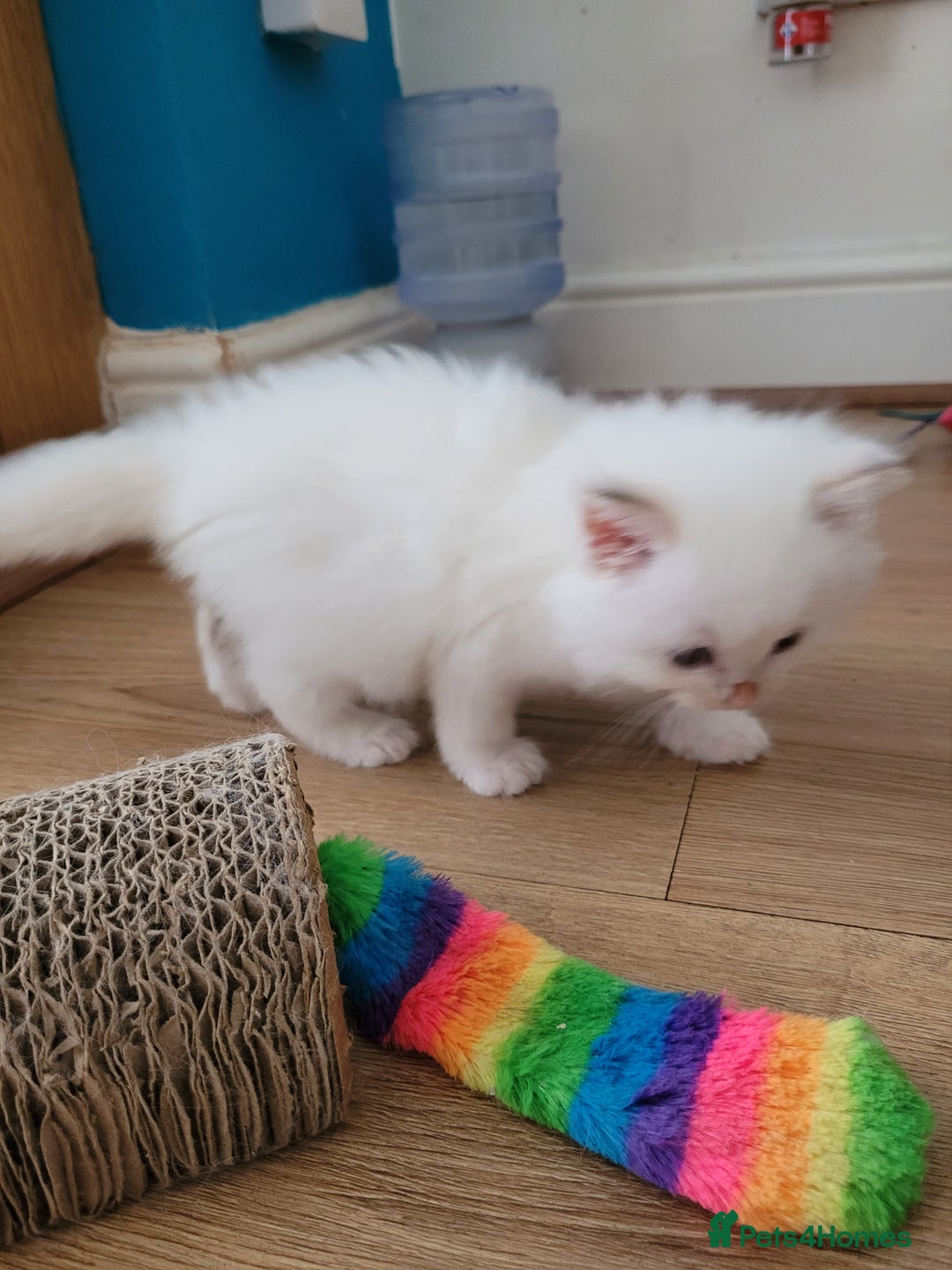 Ragdoll cats for sale: REDUCED Ragdoll kitten ready now - Image 7