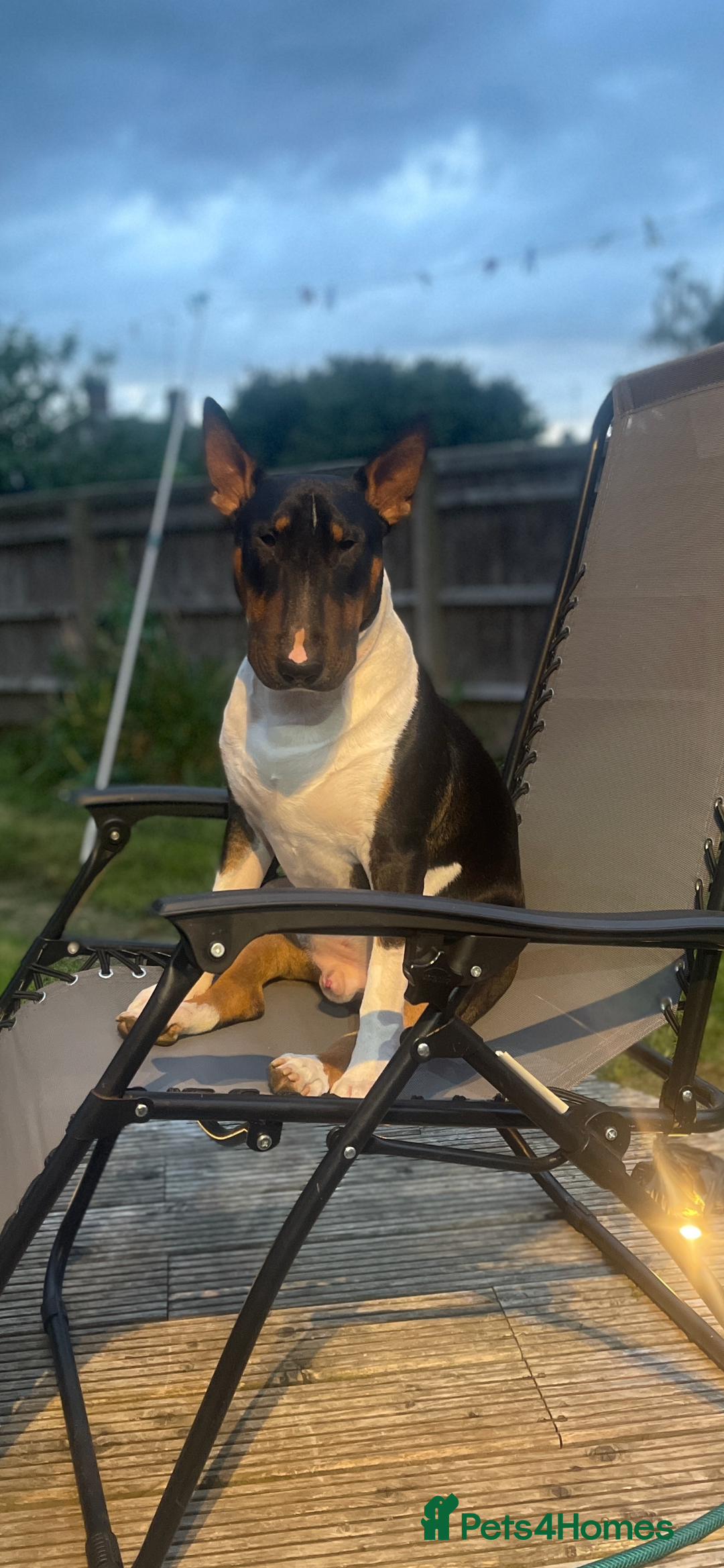 English Bull Terrier dogs for sale: English Bull Terrier - Image 15