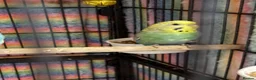 Budgerigars birds for sale: Baby Budgies’s for sale - Advert 18