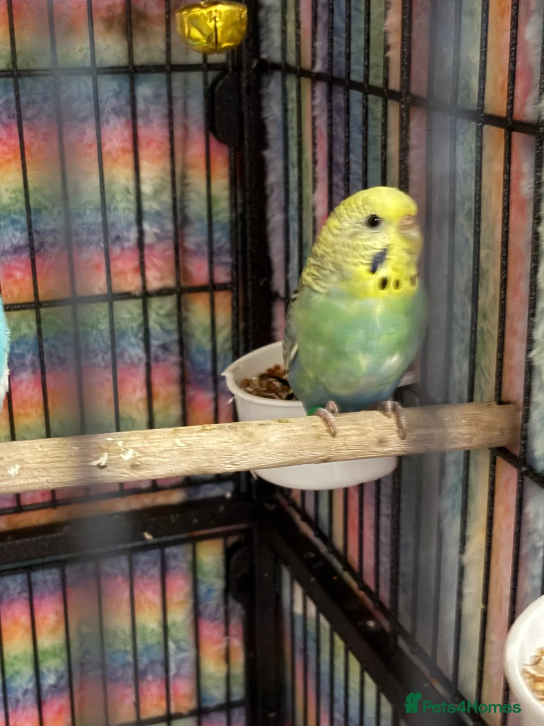 Budgerigars birds for sale: Baby Budgies’s for sale - Advert 18