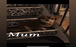 Pomchi dogs for sale: Beautiful fluffy pomchi puppies  - Image 23
