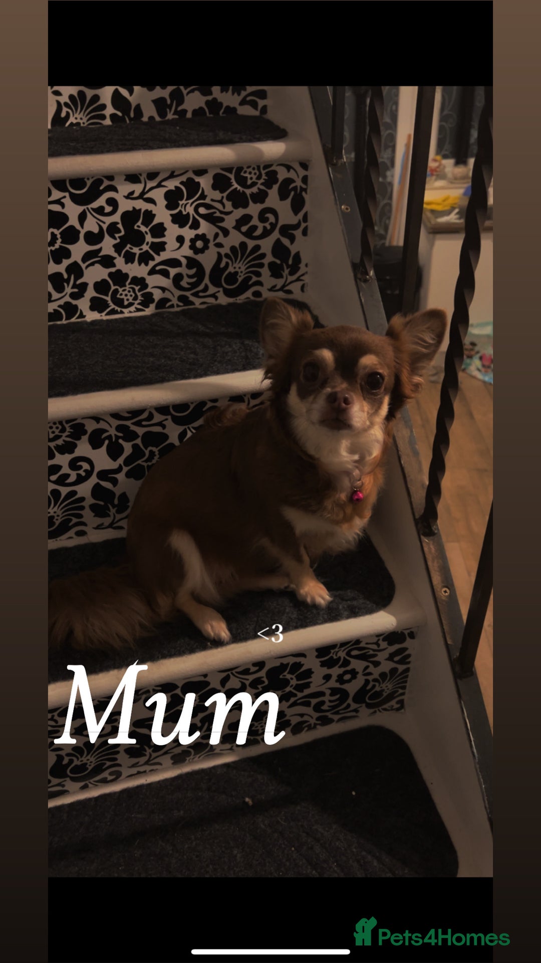 Pomchi dogs for sale: Beautiful fluffy pomchi puppies  - Image 23