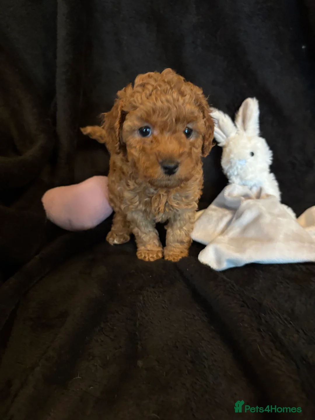 Cavapoochon dogs for sale: Gorgeous Therapy puppies  - Advert 8