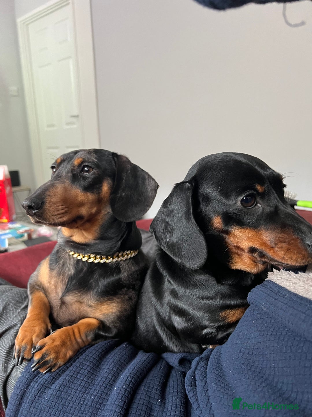 Miniature Dachshund dogs for sale: LADY & RUBY - Advert 11