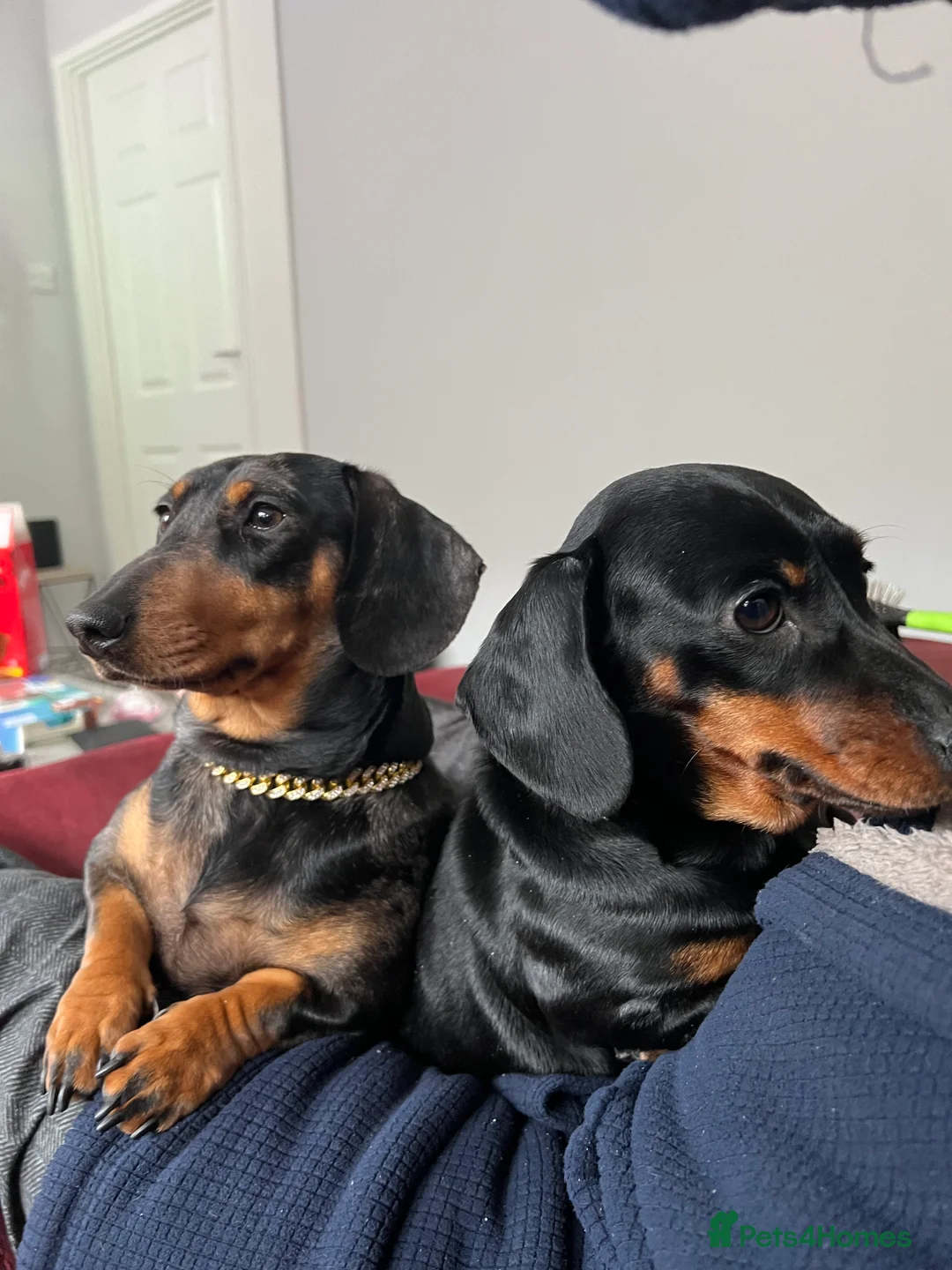 Miniature Dachshund dogs for sale: LADY & RUBY - Advert 11