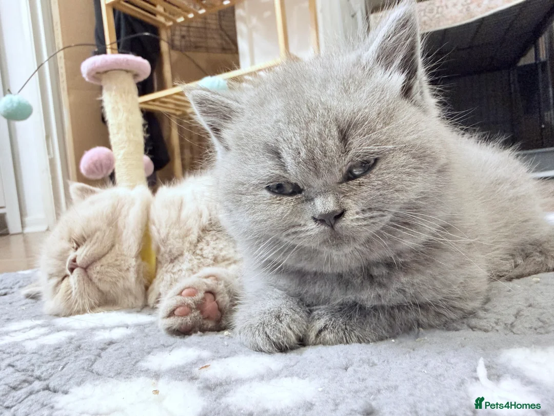 British Shorthair cats for sale: 100% Pure Pedigree Champion line Bsh Reg. Kitten - Advert 2