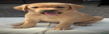 Labrador Retriever 6