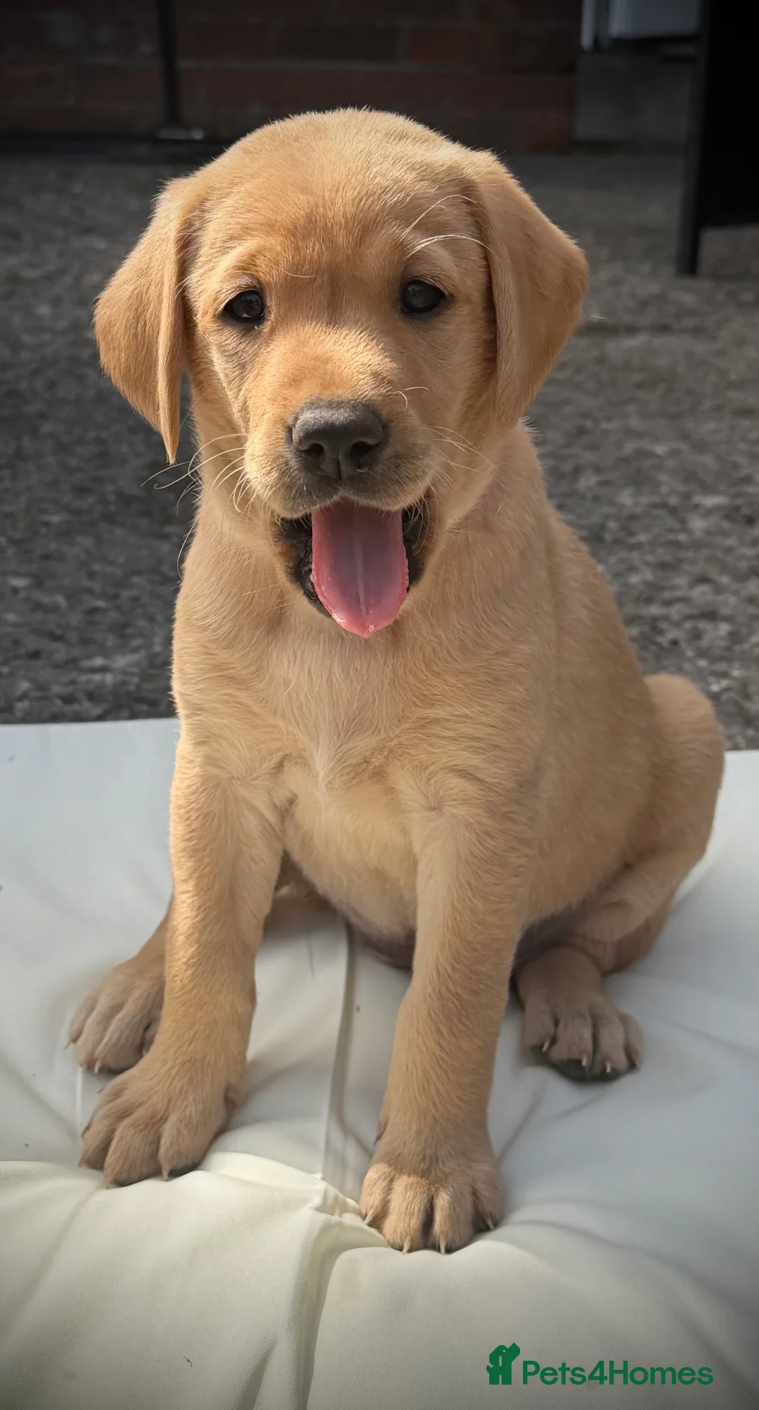 Labrador Retriever dogs for sale: Exceptional Labrador puppies  - Advert 2
