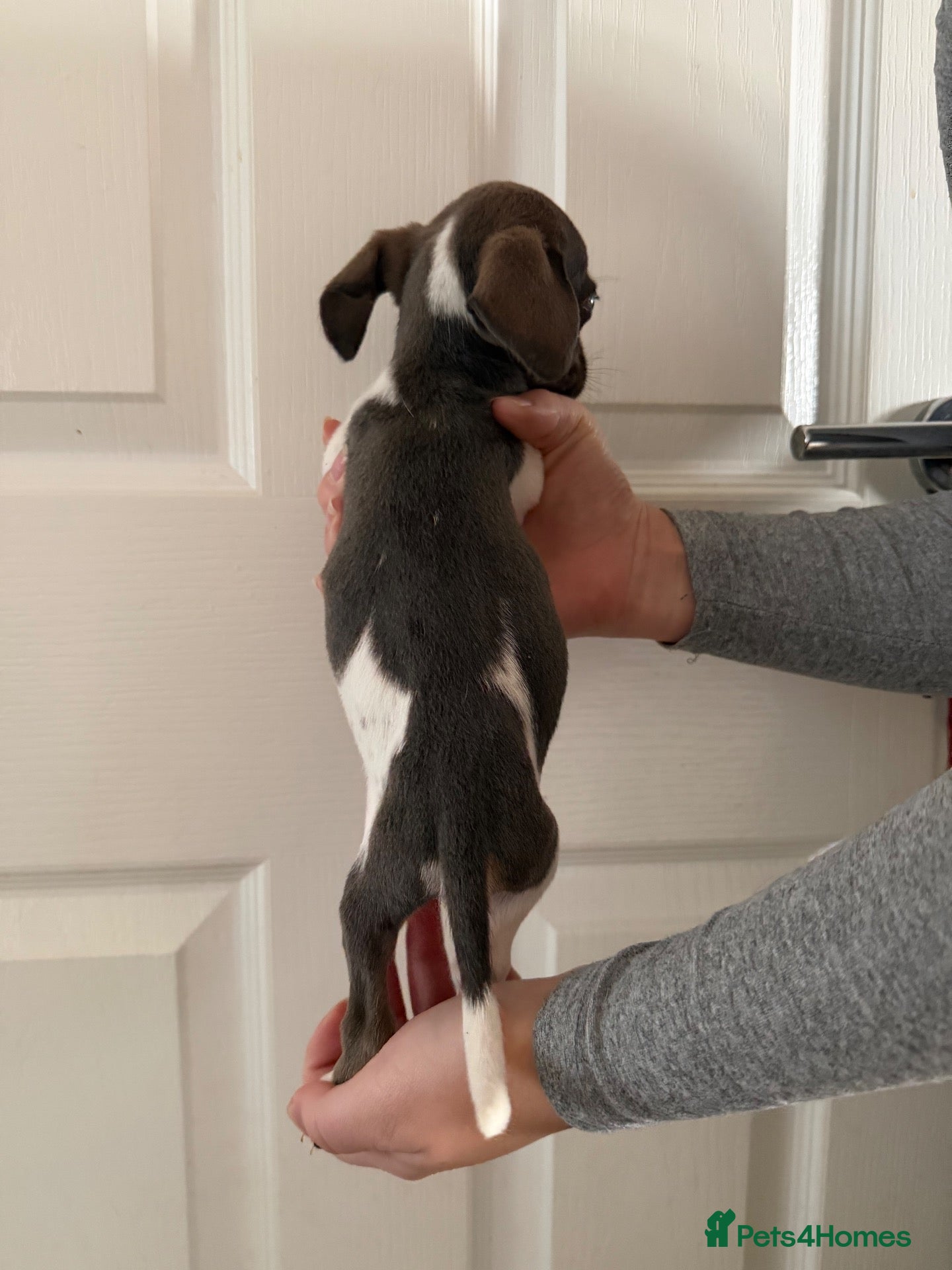 Mixed Breed dogs Puppies for sale - Advert 5
