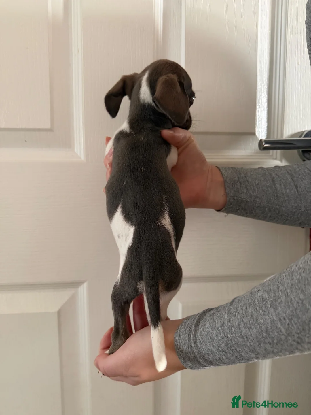 Mixed Breed dogs for sale: Cross bred dachshund  - Advert 1
