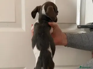 Mixed Breed dogs Cross bred dachshund - Advert 1