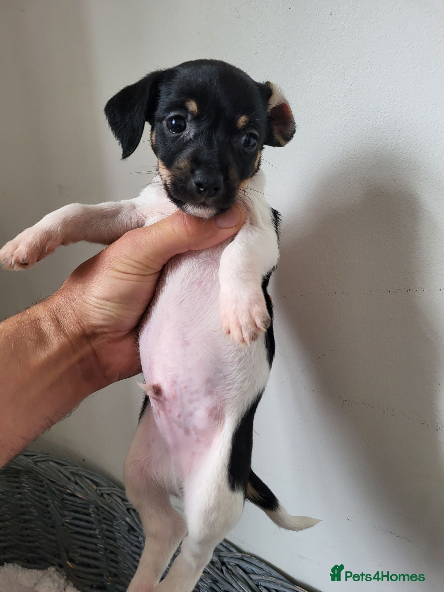 Jack Russell dogs Jack russle pups  - Advert 2