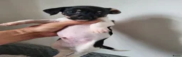 Jack Russell dogs for sale: Jack russle pups  - Advert 4