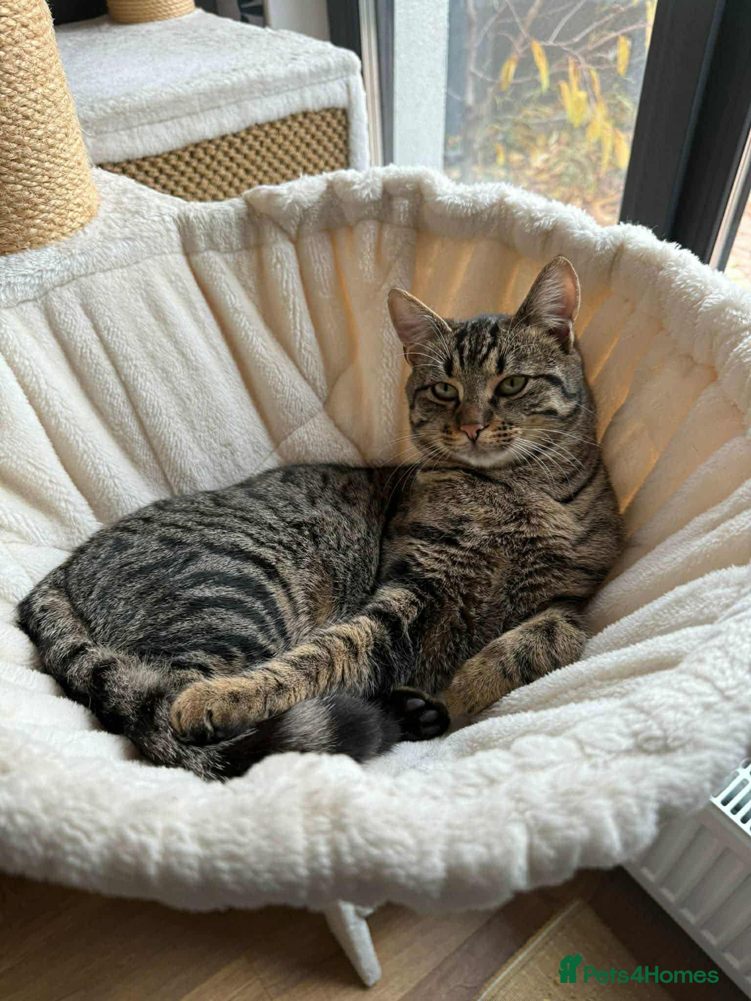 Mixed Breed cats Sile - Norwich Norfolk  - Advert 4