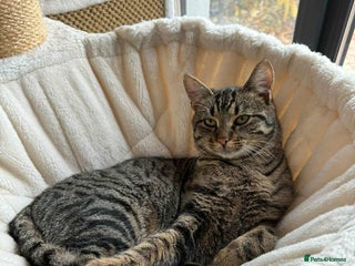 Mixed Breed cats Sile - Norwich Norfolk - Advert 1