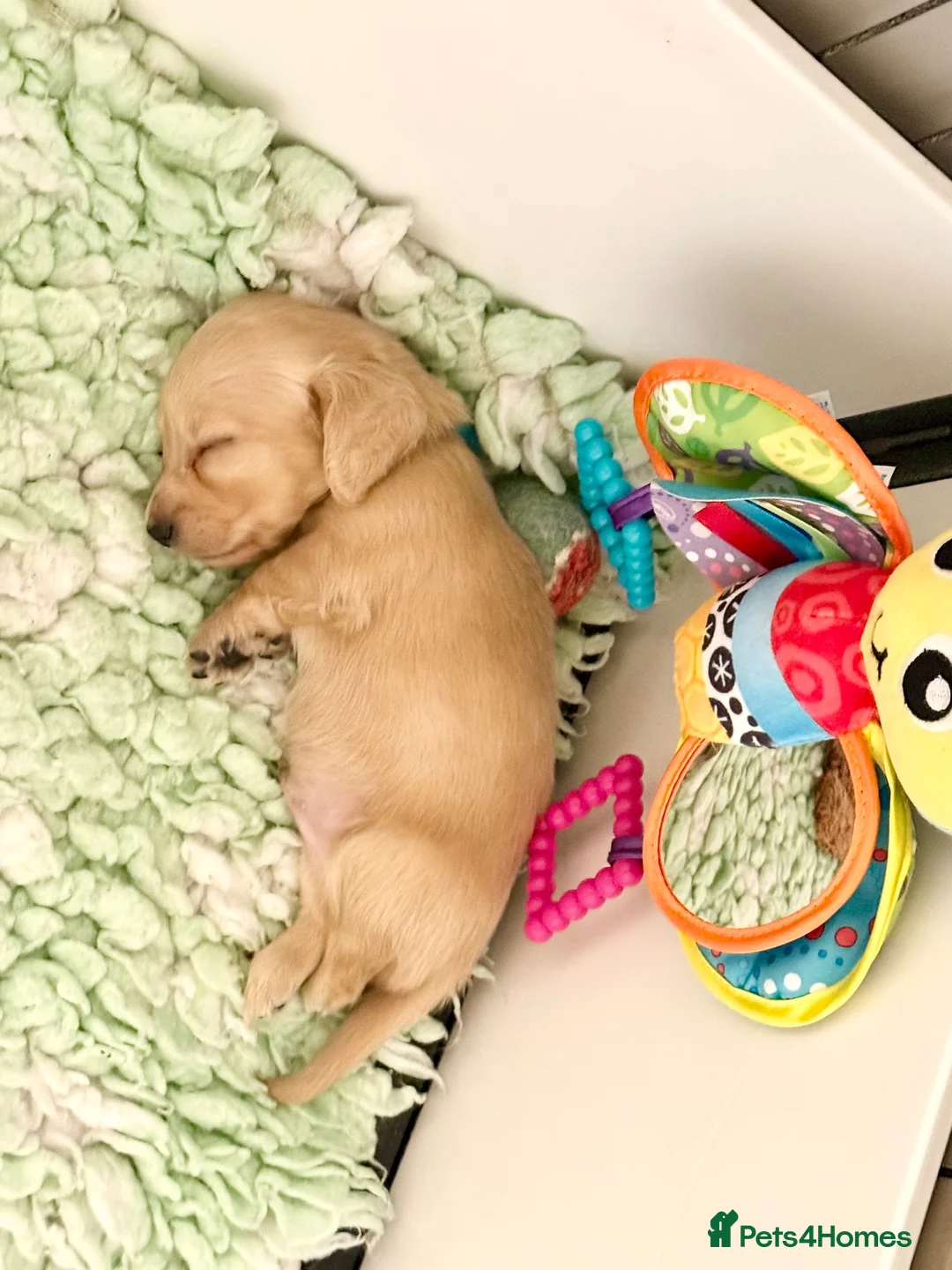 Miniature Dachshund dogs for sale: Beautiful kc cream long haired mini daxies - Advert 10