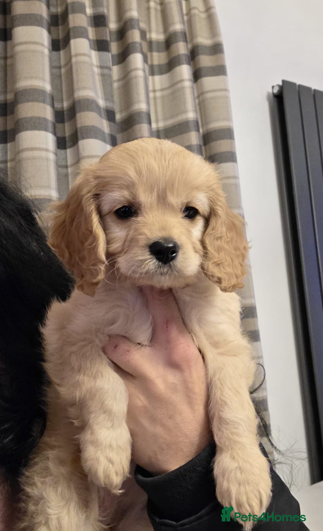 Cavapoo dogs for sale: F1 Cavapoo - Advert 2