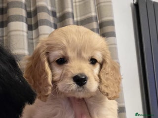 Cavapoo dogs F1 Cavapoo - Advert 9