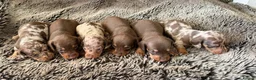 Miniature Dachshund dogs for sale: KC Reg Health Tested Miniature Daschaund  - Advert 7