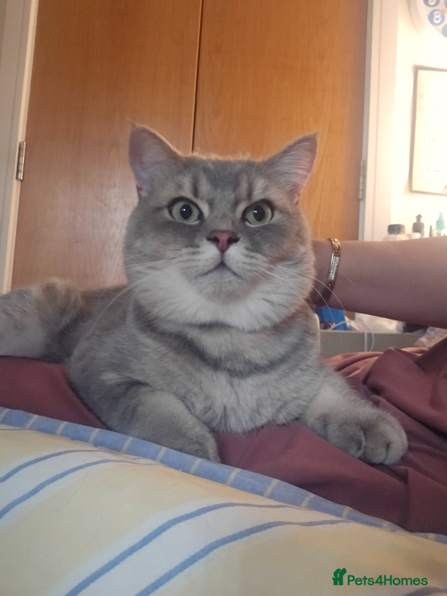 British Shorthair cats Silver/Blue Golden British Shorthair  - Advert 1