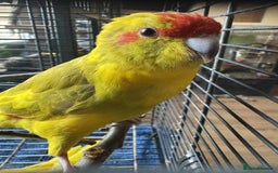 Parakeets birds for sale: Bonded pair of Kakarikis  - Image 3