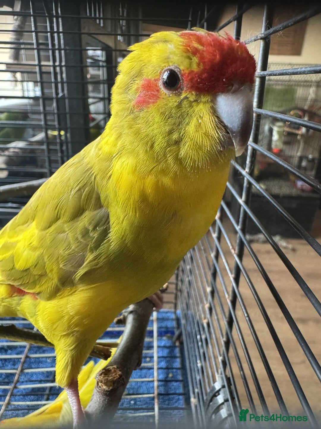 Parakeets birds for sale: Bonded pair of Kakarikis  - Image 3