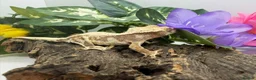 Gecko reptiles for sale: Crested Gecko Collection for sale  - Advert 7