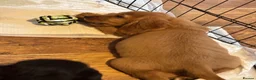 Cocker Spaniel dogs for sale: Cocker spaniel puppies  - Advert 9