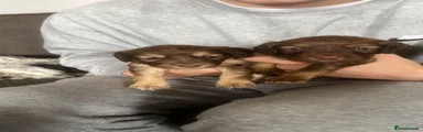 Cockapoo 2