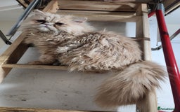 Persian cats for sale: Pure Persian Kitten  - Advert 6