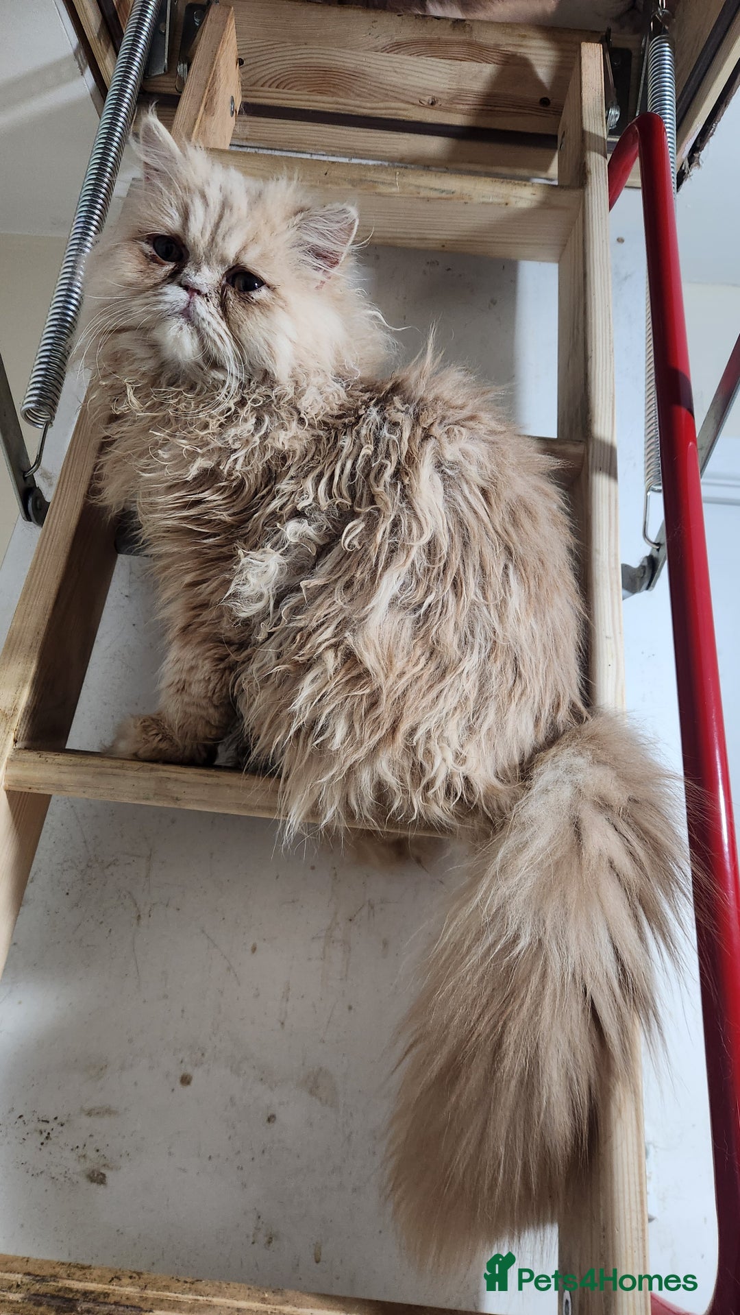 Persian cats for sale: Pure Persian Kitten  - Advert 6