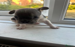French Bulldog dogs for sale: French bulldogs - Image 5