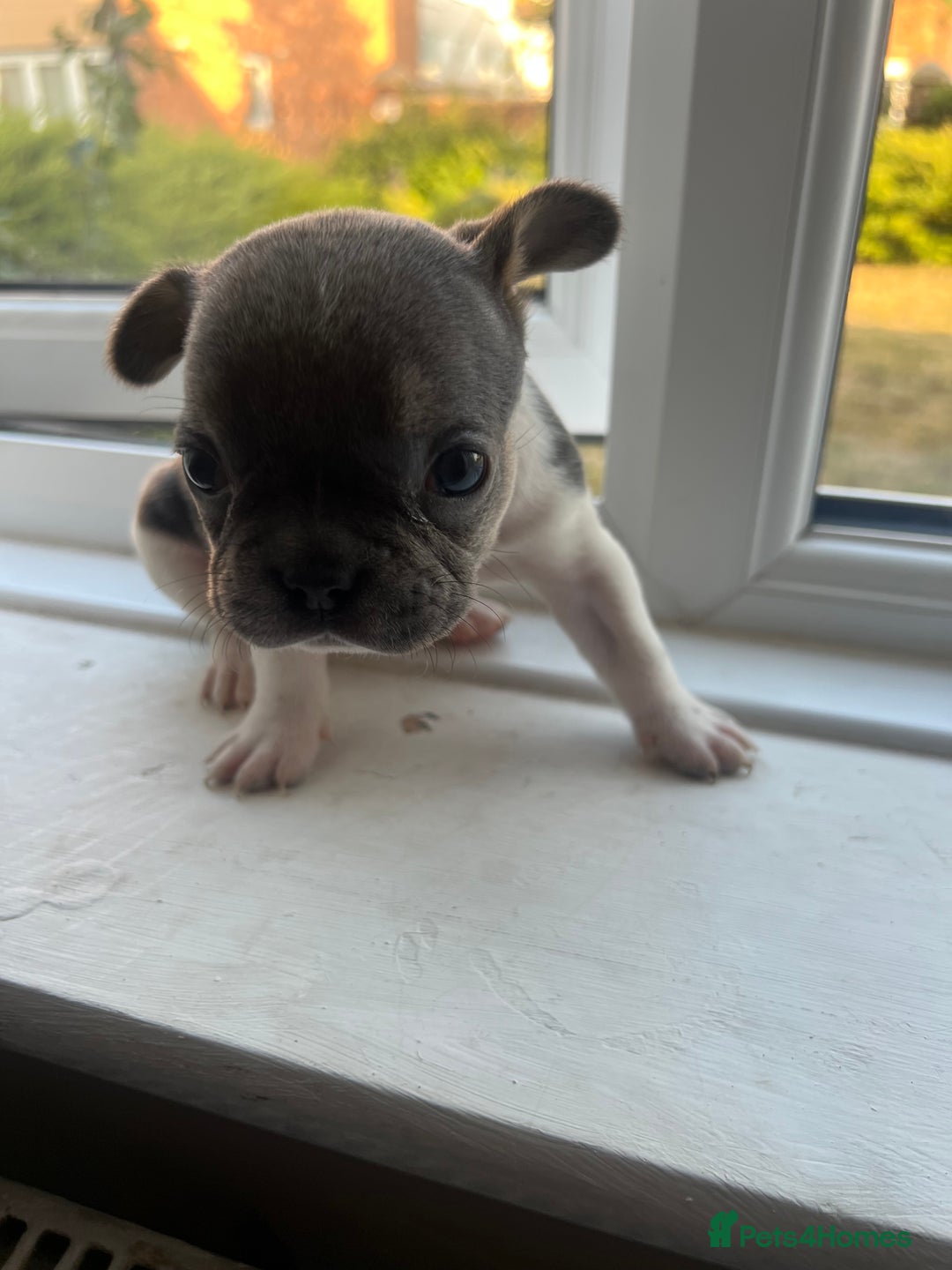 French Bulldog dogs for sale: French bulldogs - Image 5
