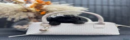 Cavapoo dogs for sale: RARE  **  CAVAPOOS dna tested parents  in Nottingham - Advert 1