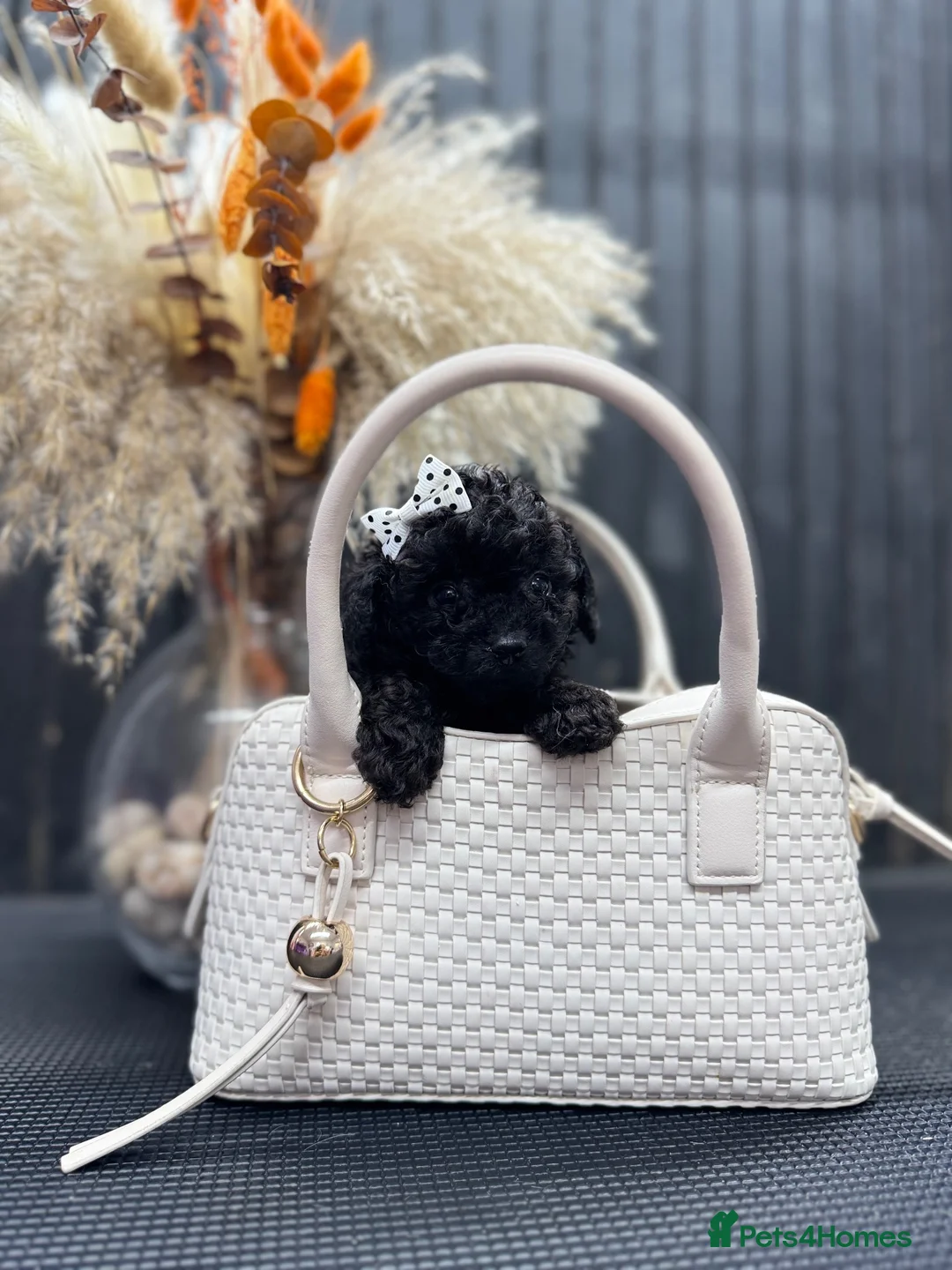 Cavapoo dogs for sale: RARE  **  CAVAPOOS dna tested parents  in Nottingham - Advert 1